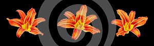 Orange day lily flower set black background isolated close up, three red & yellow petals lilly, beautiful hippeastrum macro