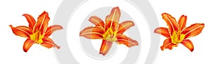 Orange day lily flower set white background isolated close up, three red & yellow petals lilly, beautiful hippeastrum macro