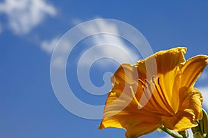 Orange Day Lily Flower with a Sky Background