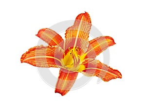 Orange day lily flower white background isolated close up, red and yellow petals lilly, bright beautiful hippeastrum macro