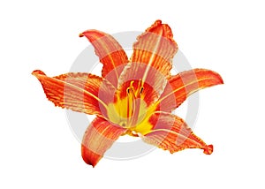 Orange day lily flower white background isolated close up, red and yellow petals lilly, bright beautiful hippeastrum macro