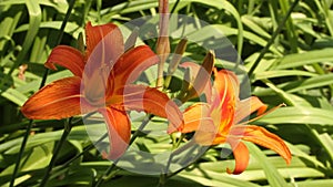 Orange day lily flowers flicker in the wind against green grass background. Closeup
