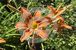 Orange Day Lily flowers on a summer day
