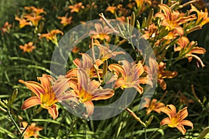 Orange Day Lily flowers on a summer day