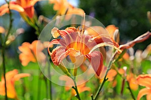 Orange Day Lily, Hemerocallis Flower