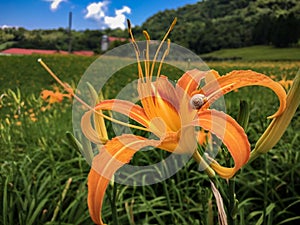 Orange day lily on meadow