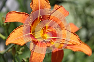 Orange daylili