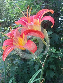 Orange Daylilies blooming