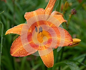Orange Daylilies Flower