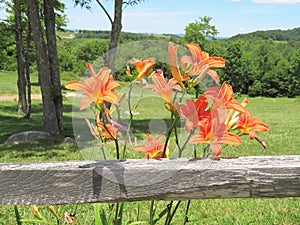 Orange Daylilies growing along a wooden fence