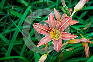 Orange Daylilies, Hemerocallis fulva