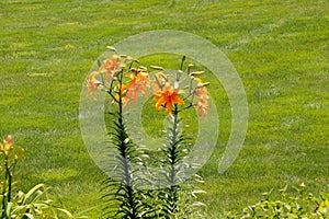 orange daylilies standing tall,