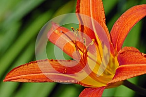 Orange daylily