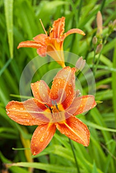 Orange Daylily