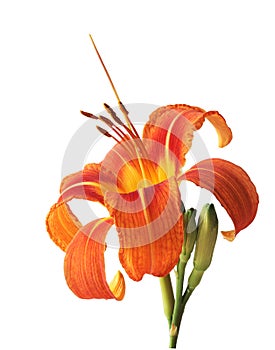Orange daylily