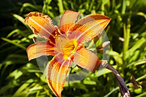 Orange daylily