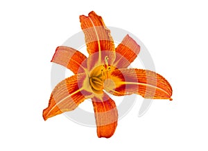Orange Daylily bud flower isolated on white background