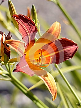 Orange daylily