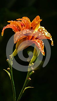 Orange daylily in drops after rain