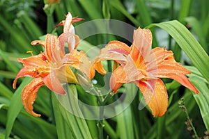 Orange daylily flower in close up