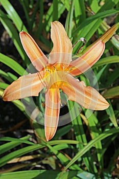 Orange daylily flower in close up