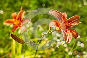 Orange Daylily Flowers in blooming summer