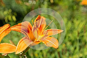 Orange daylily flowers Hemerocallis fulva highlighted by the sun. Flowers shot in the garden over the green blurred background.