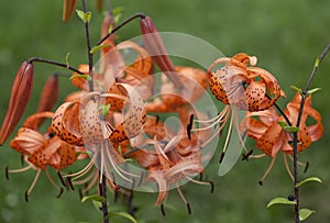 Orange daylily flowers on a summer day