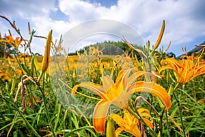 Orange daylily flowerTawny daylily bloom over the whole Mounta