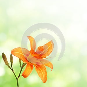 Orange daylily on green