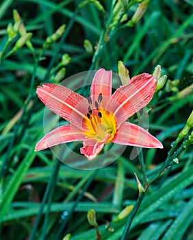 Orange Daylily, Hemerocallis fulva