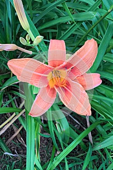 Orange Daylily