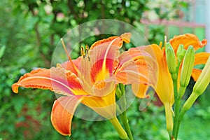 Orange daylily Hemerocallis fulva in the garden