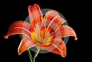 Orange Daylily, Hemerocallis fulva, isolated