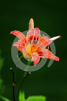 Orange Daylily After the Rain photo