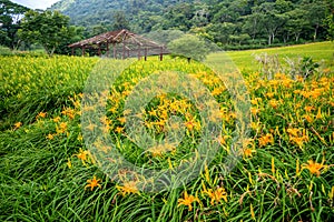 The Orange daylilyTawny daylily flower farm at chih-ke