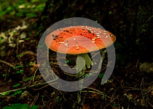 Orange death cup mushroom growing in a green rain forest
