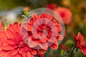 Orange decorative dahlia close up.October.Morning.2020