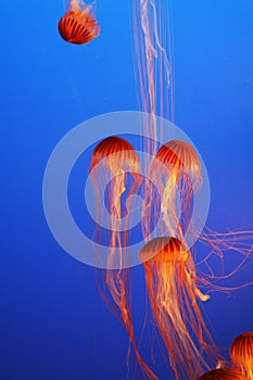 Orange decorative jellyfishes