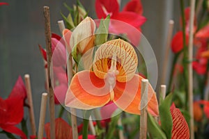 Orange disa orchid 2