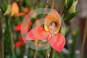 Orange disa orchid