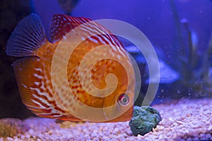 Orange discus fire in the aquarium