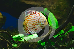 Orange discus fish in aquarium