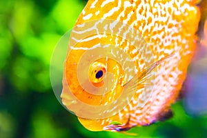 Orange discus fish in aquarium