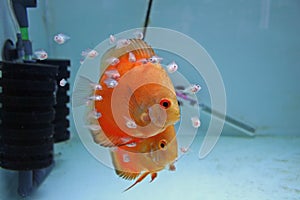 Orange Discus Fish With Babies