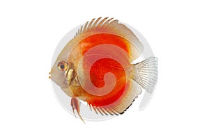 Orange Discus Fish Isolated on white Background