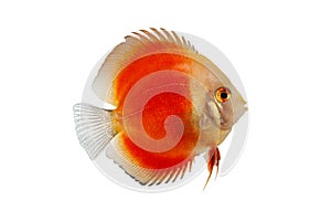 Orange Discus Fish Isolated on white Background