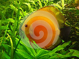 Orange diskus in an aquarium