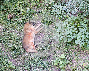 Orange dog sleep in grass yard