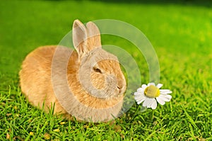 Orange domestic bunny smelling Chamomile flower